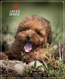 Disponibili cuccioli di BARBONCINO Toy e mini toy