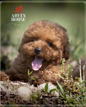 Disponibili cuccioli di BARBONCINO Toy e mini toy