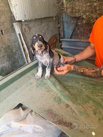 Cani da caccia