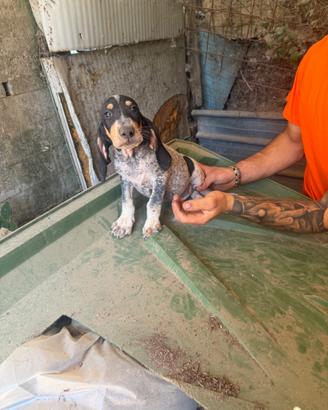 Cani da caccia