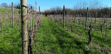 Terreno agricolo vicino Sarzana