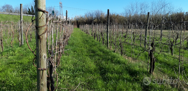 Terreno agricolo vicino Sarzana