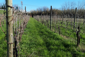 Terreno agricolo vicino Sarzana