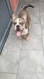 American bully 