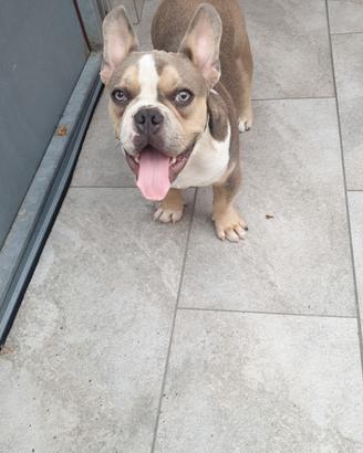 American bully 
