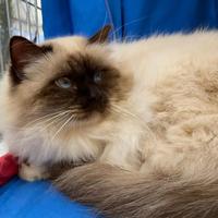 Giovane maschio Sacro di Birmania