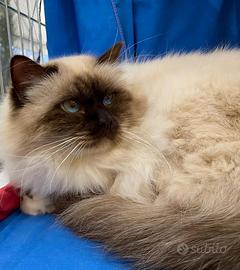 Giovane maschio Sacro di Birmania