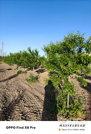 Terreno agricolo piantumato a mandorle recintato