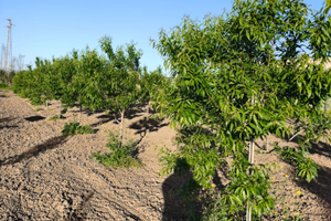 Terreno agricolo piantumato a mandorle recintato