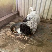 Cuccioli di Lagotto romagnolo