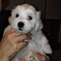 Cuccioli di maltese