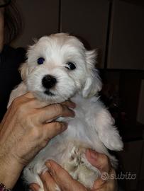 Cuccioli di maltese