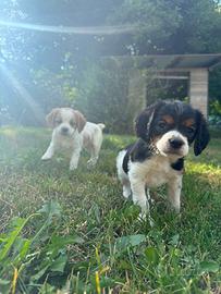 Cuccioli di Breton