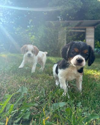 Cuccioli di Breton