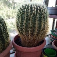 Cactus varie dimensioni e qualità