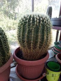 Cactus varie dimensioni e qualità