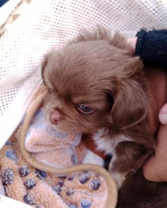 Chihaha lilach ipertipica prenotabile