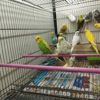 Pappagallini cocorite