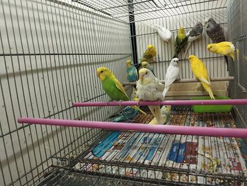 Pappagallini cocorite