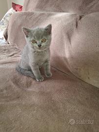 British Shorthair