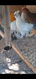 Galline