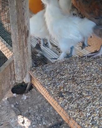 Galline
