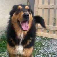 Luna, dolcissima e buonissima mix English Shepherd