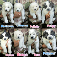 Alabai / Patou-Caucaze