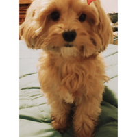 Cuccioli maltipoo disponibili