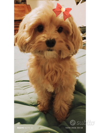 Cuccioli maltipoo disponibili