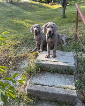 CUCCIOLI WEIMARANER con Pedigree ENCI