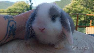 cuccioli minilop ariete nano