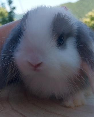 cuccioli minilop ariete nano