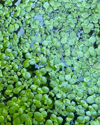 Lenticchia d’Acqua (Lemna Major)