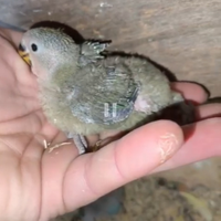 Inseparabili