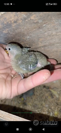 Inseparabili