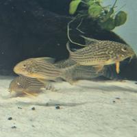 Corydoras Sterby