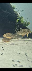 Corydoras Sterby