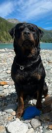 Rottweiler monta