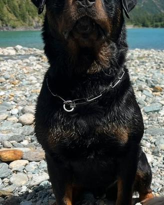 Rottweiler monta