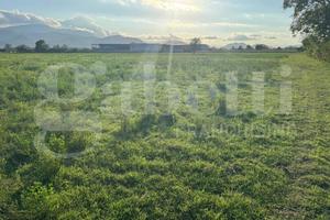 Terreno Agricolo Alife [Cod. rif 3254006VCG]