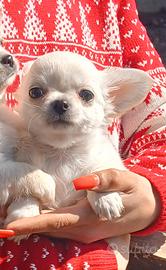 Cucciola di chihuahua micro femmina