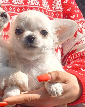 Cucciola di chihuahua micro femmina