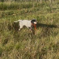 Setter inglese pedigree enci