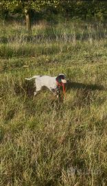 Setter inglese pedigree enci