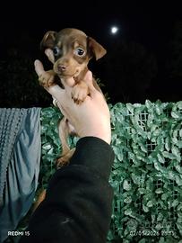Pincher mini toy