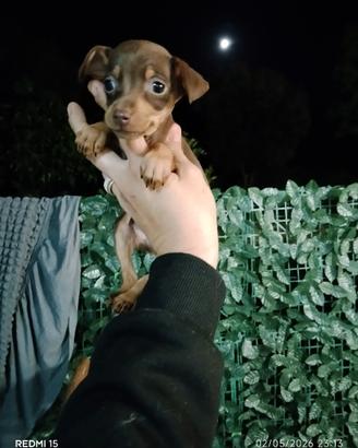 Pincher mini toy