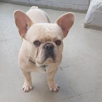 Bouledogue Francese Esotico Disponibile Per Monta
