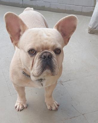 Bouledogue Francese Esotico Disponibile Per Monta