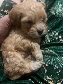 Cucciolo albicocca barboncino toy